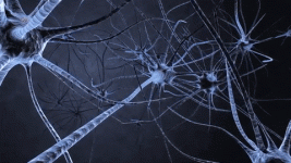 6169313_IMG_3084.gif